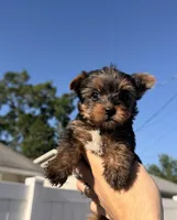 Lila, a female Yorkshire Terrier for sale in Orlando, FL – Photo 2 of 5