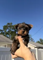 Lila, a female Yorkshire Terrier for sale in Orlando, FL – Photo 5 of 5