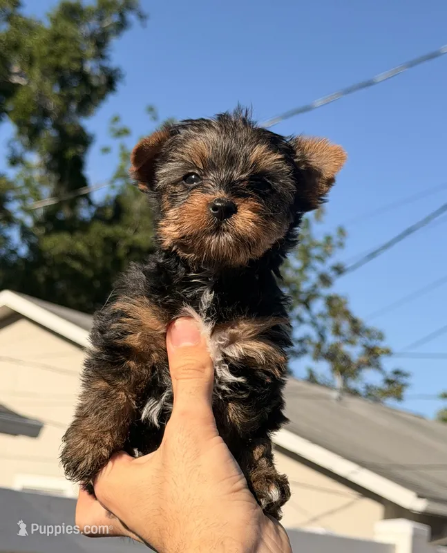 Lila – Yorkshire Terrier puppy for sale in Orlando, FL