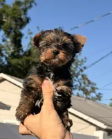 Lila, a female Yorkshire Terrier for sale in Orlando, FL – Photo 1 of 5