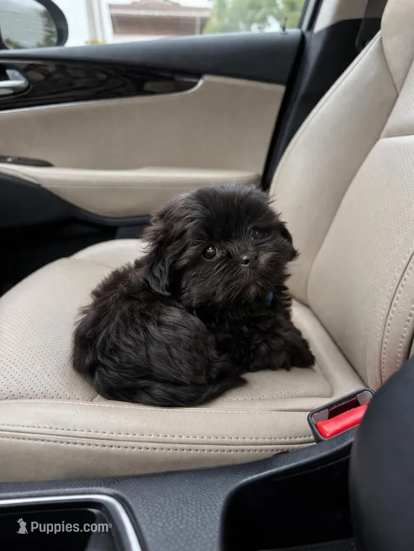 Lico – Shih Tzu puppy for sale in Orlando, FL