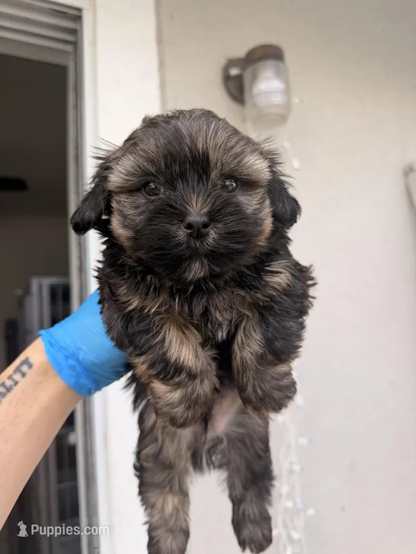 Lico – Shih Tzu puppy for sale in Orlando, FL