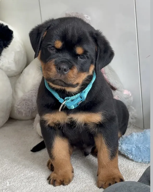 Seus – Rottweiler puppy for sale in Orlando, FL