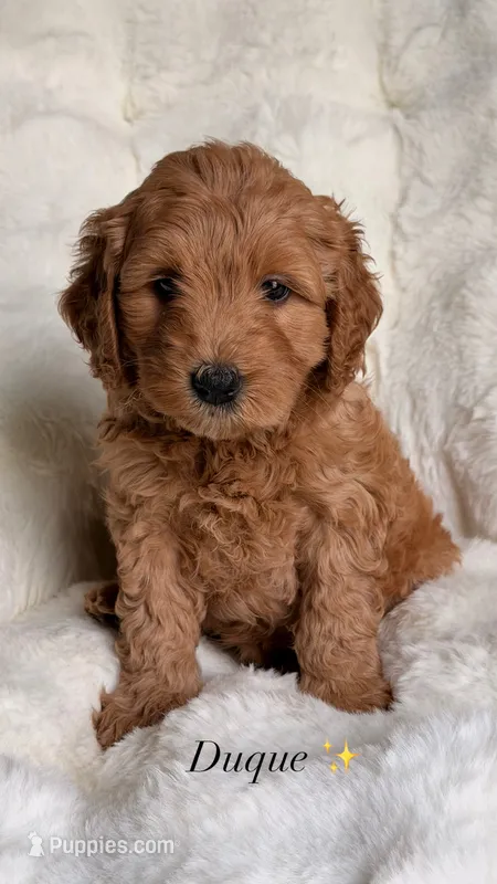 Duque 👑 – Goldendoodle puppy for sale in Orlando, FL