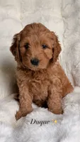 Duque 👑, a male Goldendoodle for sale in Orlando, FL – 1 of 3