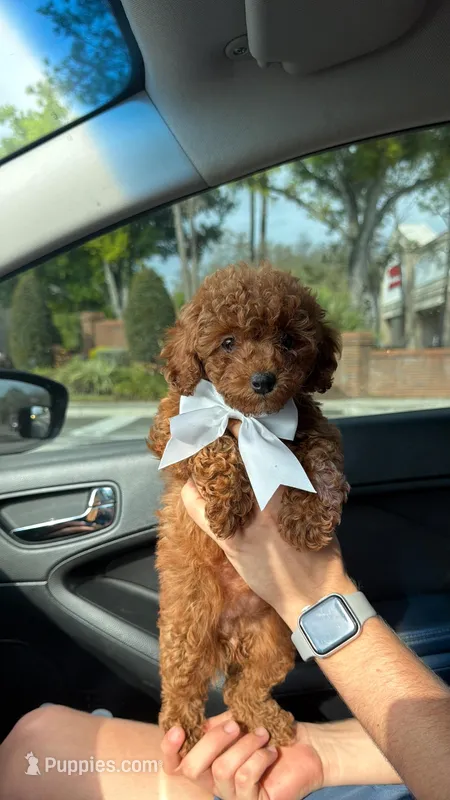 Luna  – Poodle - Toy  puppy for sale in Orlando, FL