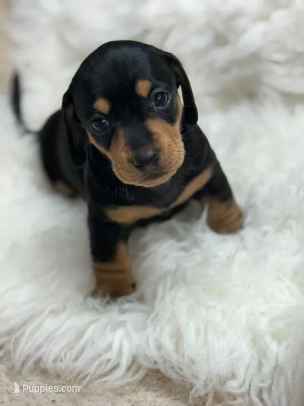 Lola – Dachshund puppy for sale in Orlando, FL