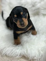 Lola, a female Dachshund for sale in Orlando, FL – 1 of 3