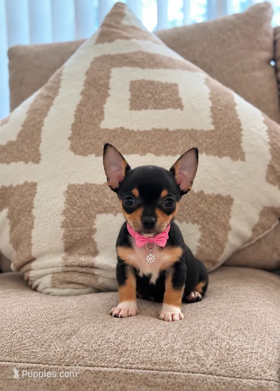Luna – Chihuahua puppy for sale in Orlando, FL