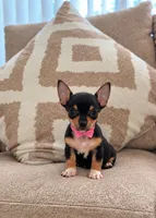 Luna, a female Chihuahua for sale in Orlando, FL – 1 of 1