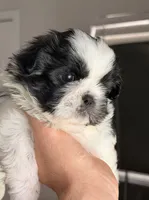Duque, a male Shih Tzu for sale in Orlando, FL – 2 of 3