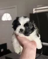 Duque, a male Shih Tzu for sale in Orlando, FL – 3 of 3