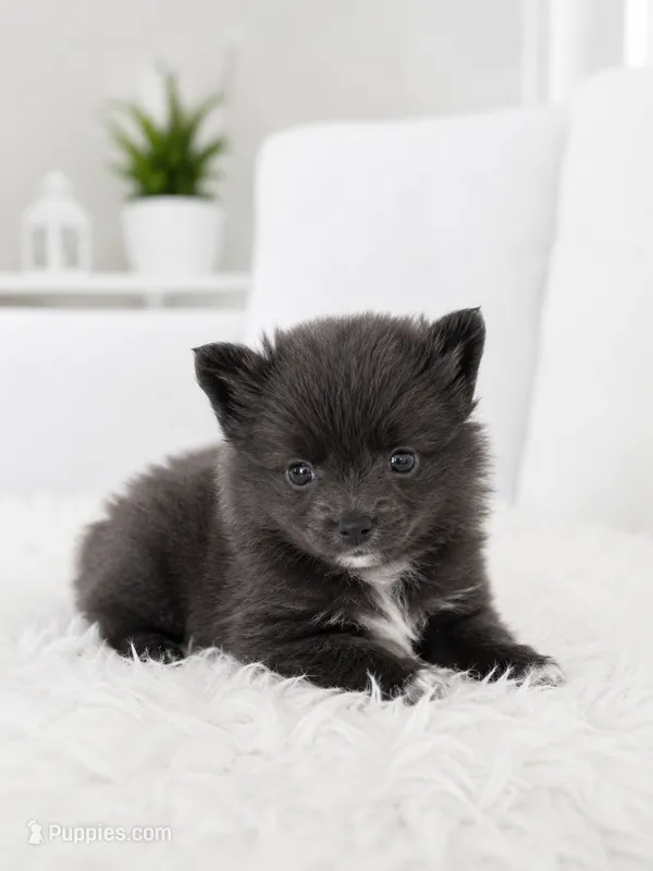 Luna – Pomeranian puppy for sale in Orlando, FL