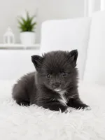 Lila, a female Pomeranian for sale in Orlando, FL – 1 of 1
