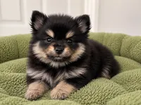 Ares, a male Pomeranian for sale in Orlando, FL – 1 of 1