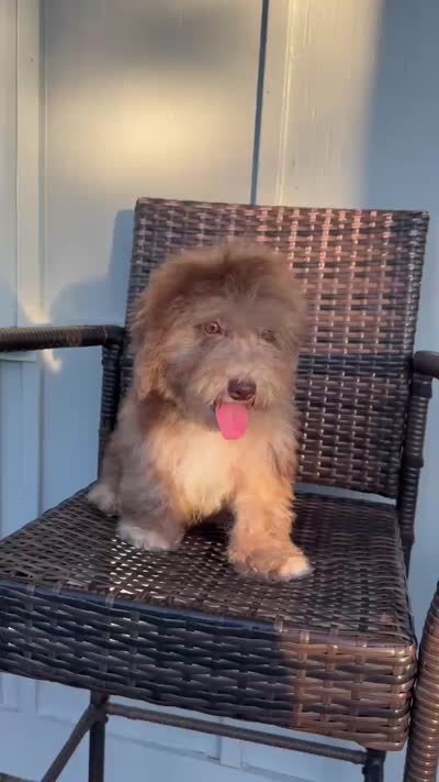 Kira, a female Poodle - Miniature  for sale in Orlando, FL – 3 of 3