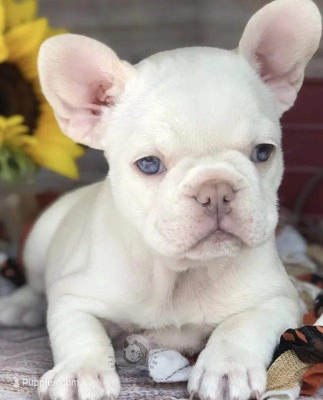 Zeus – French Bulldog puppy for sale in Orlando, FL