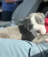 🩵Luca blue fawn gator bully, a male American Bully for sale in Beverly Hills, FL – 2 of 5