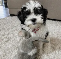 Luna , a female Maltipoo for sale in Orlando, FL – 1 of 1