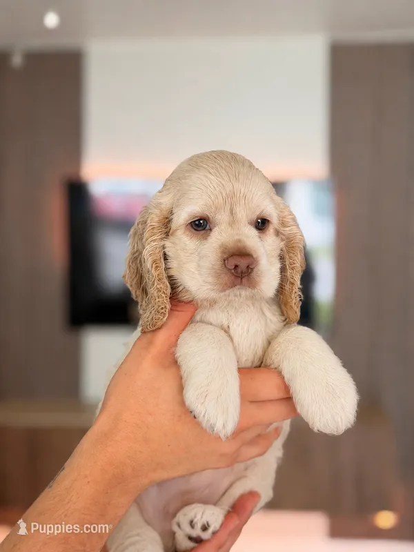 Baduu – Cocker Spaniel puppy for sale in Orlando, FL