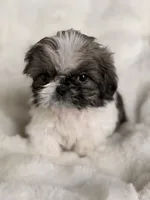 León, a male Shih Tzu for sale in Orlando, FL – 3 of 6