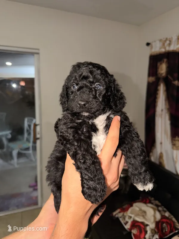 Leòn – Goldendoodle puppy for sale in Orlando, FL