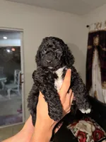 Leòn, a male Goldendoodle for sale in Orlando, FL – 1 of 1