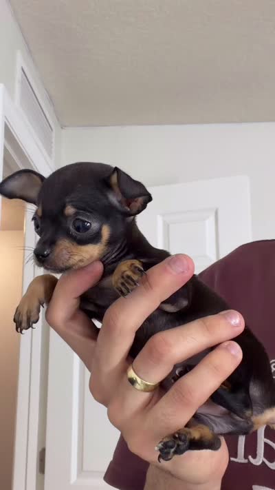 Ducke Apple head 🍎, a male Chihuahua for sale in Orlando, FL – 2 of 2