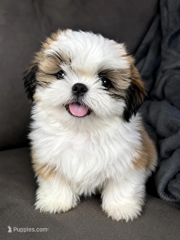 Bruno – Shih Tzu puppy for sale in Orlando, FL