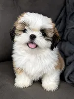 Bruno, a male Shih Tzu for sale in Orlando, FL – 1 of 1