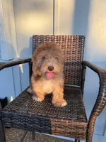 Kira, a female Poodle - Miniature  for sale in Orlando, FL – 2 of 3