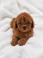 Teddy , a male Poodle - Toy  for sale in Beverly Hills, CA – 2 of 2