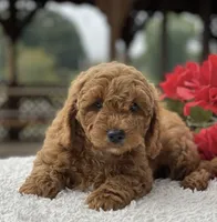 Teddy, a male Miniature Goldendoodle for sale in Orlando, FL – 1 of 2