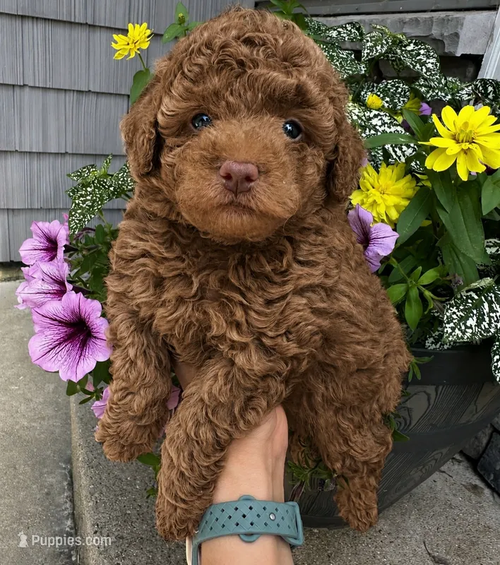Lily – Poodle - Toy  puppy for sale in Orlando, FL