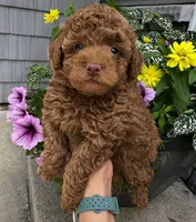 Lily, a female Poodle - Toy  for sale in Orlando, FL – 1 of 1