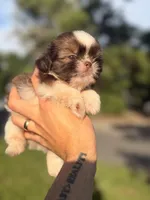 Teo, a male Shih Tzu for sale in Beverly Hills, FL – 3 of 5