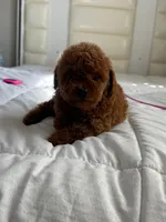 Nilo, a male Poodle - Toy  for sale in Orlando, FL – Photo 2 of 2