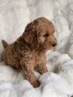 Duque 👑, a male Goldendoodle for sale in Orlando, FL – 2 of 3