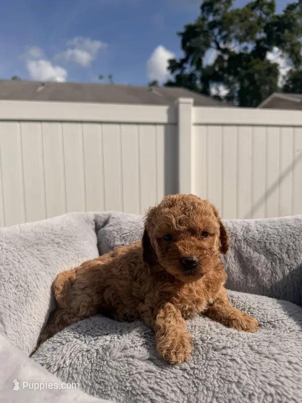 Luna – Miniature Goldendoodle puppy for sale in Orlando, FL