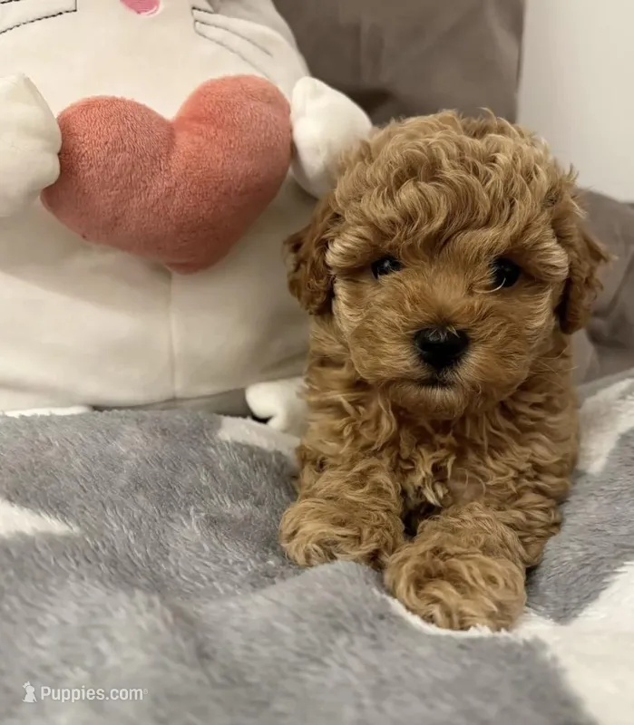 Luna – Miniature Goldendoodle puppy for sale in Orlando, FL