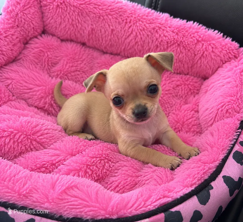 Tinny – Chihuahua puppy for sale in Orlando, FL