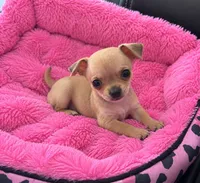 Tinny, a female Chihuahua for sale in Orlando, FL – 1 of 2