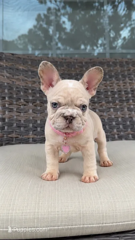 Lina – French Bulldog puppy for sale in Orlando, FL