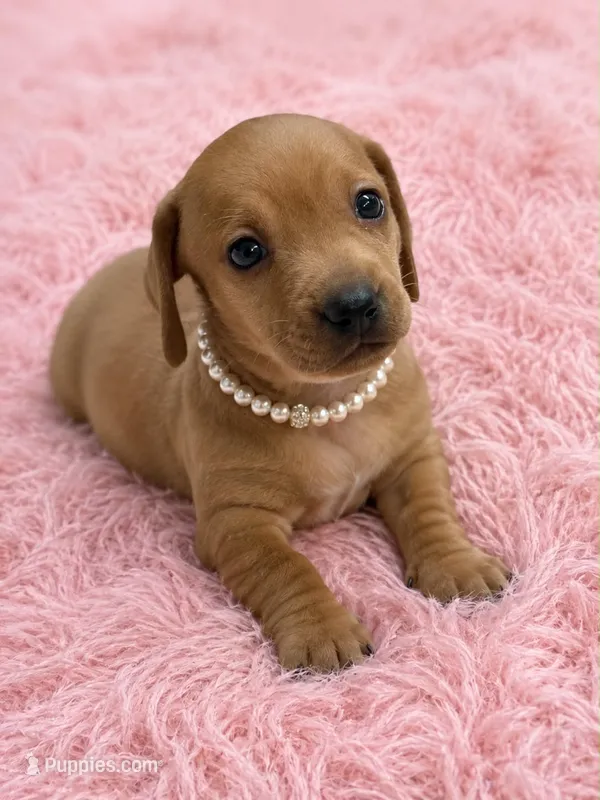Lili – Dachshund puppy for sale in Orlando, FL