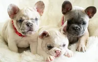 Honey 🤍, a female French Bulldog for sale in Orlando, FL – 3 of 3