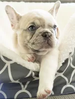 Lulú🩶, a female French Bulldog for sale in Orlando, FL – 2 of 3