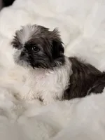 León, a male Shih Tzu for sale in Orlando, FL – 5 of 6
