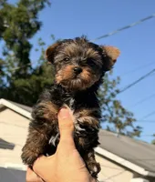 Lucas, a male Yorkshire Terrier for sale in Orlando, FL – 2 of 3