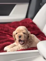 Tini, a female Cocker Spaniel for sale in Orlando, FL – 1 of 5