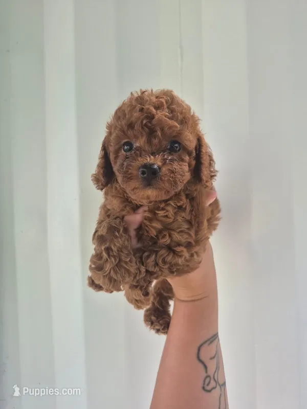 Lily – Poodle - Toy  puppy for sale in Beverly Hills, CA